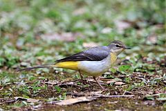 Gray Wagtail